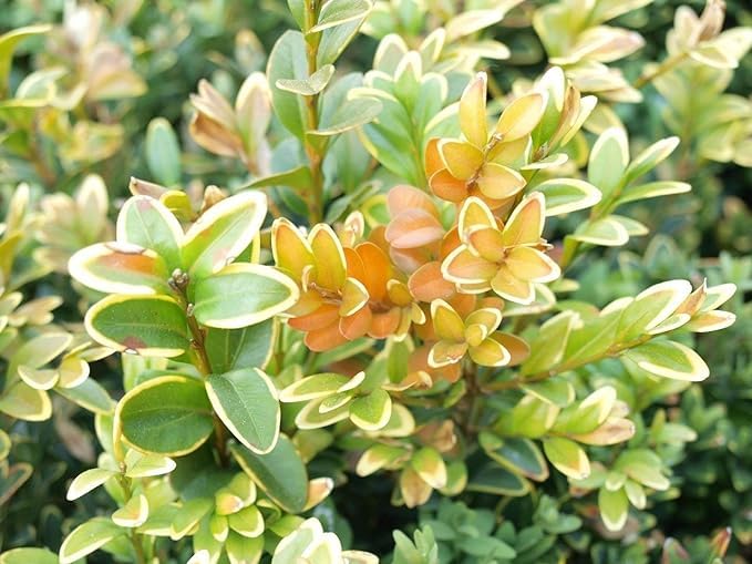 TOPBUXUS Boxwood Turbo Grow - Professional Boxwood Fertilizer - 1 lbs. for 100 sq. ft.