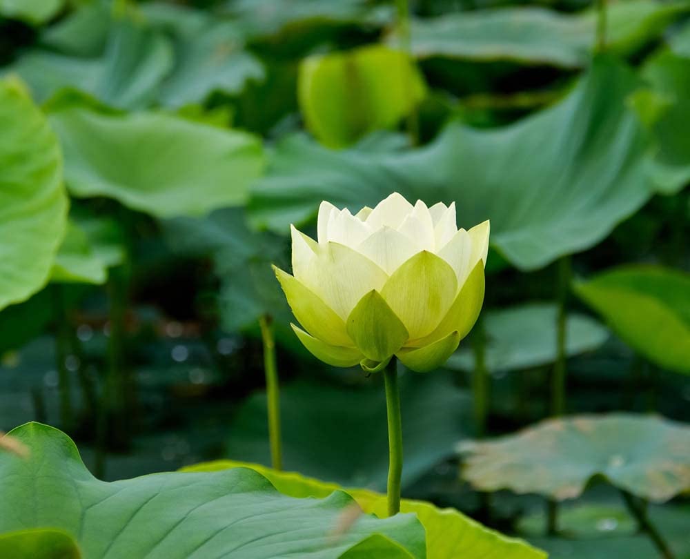 Ficoszo 30PCS Bowl Lotus Seeds Bonsai Lotus Seeds for Planting Water Lily Flower Aquatic Plants Seed Pond Plants Non GMO Home Garden Plant Seed Flowering Aquatic Bonsai Plant (Nelumbo)