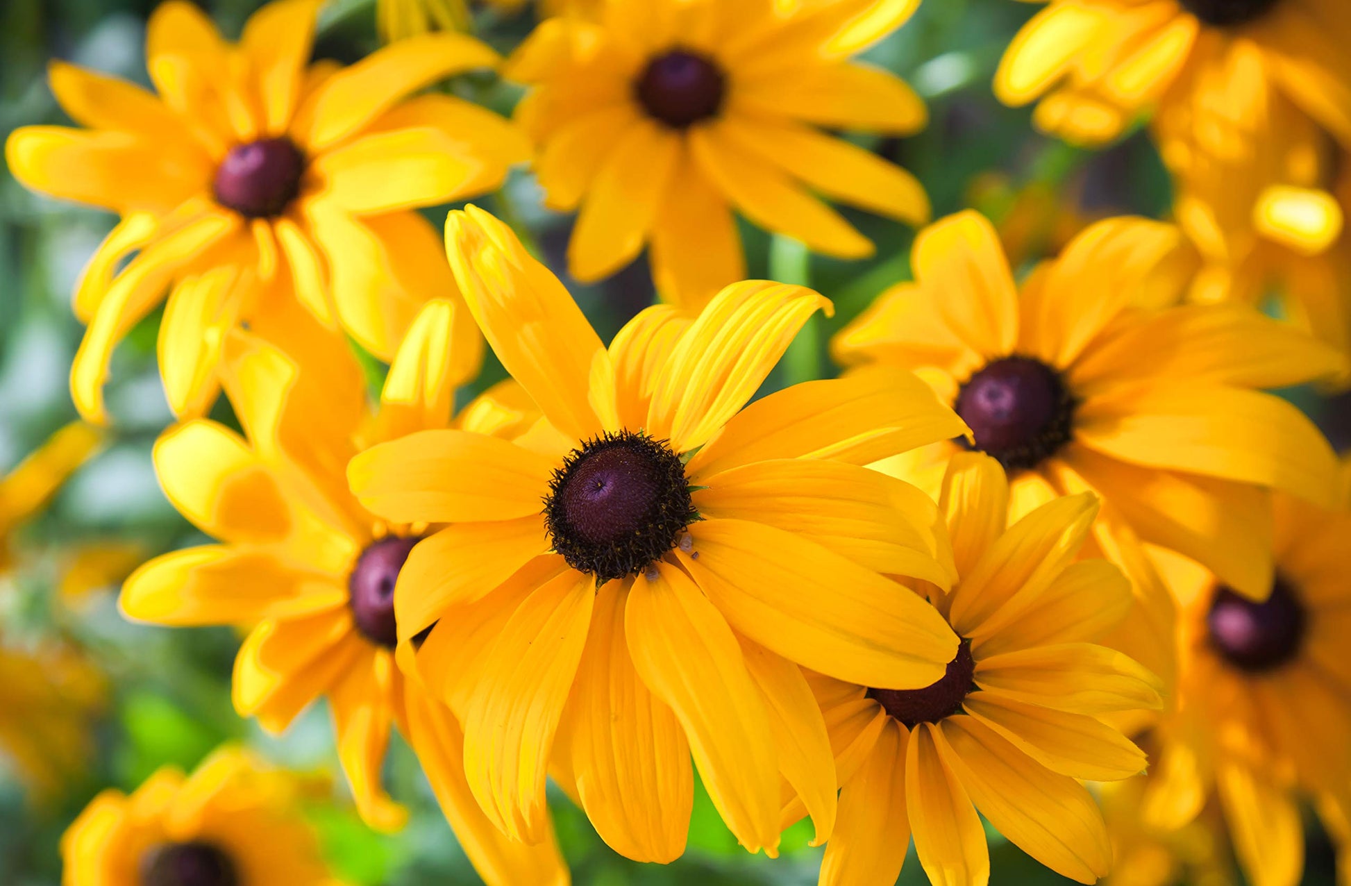 Black Eyed Susan Seeds for Planting, 5000 Seeds, Giving You Beautiful Black Eyed Susan Flowers, Non-GMO, Heirloom Seed Varieties