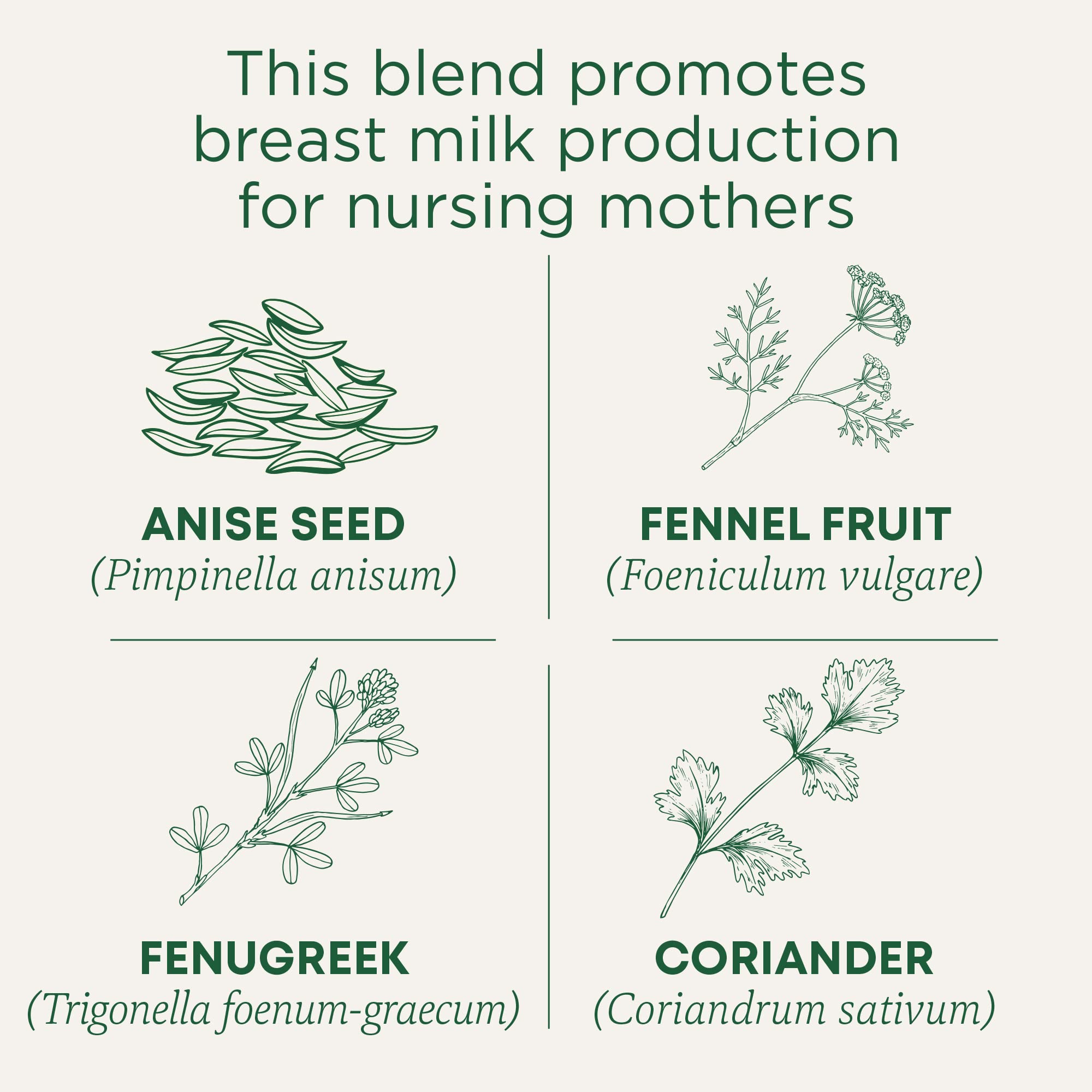 Traditional Medicinals - Organic Mother's Milk Herbal Tea (6 Pack) - Promotes Healthy Lactation in Breastfeeding Moms - 96 Tea Bags Total