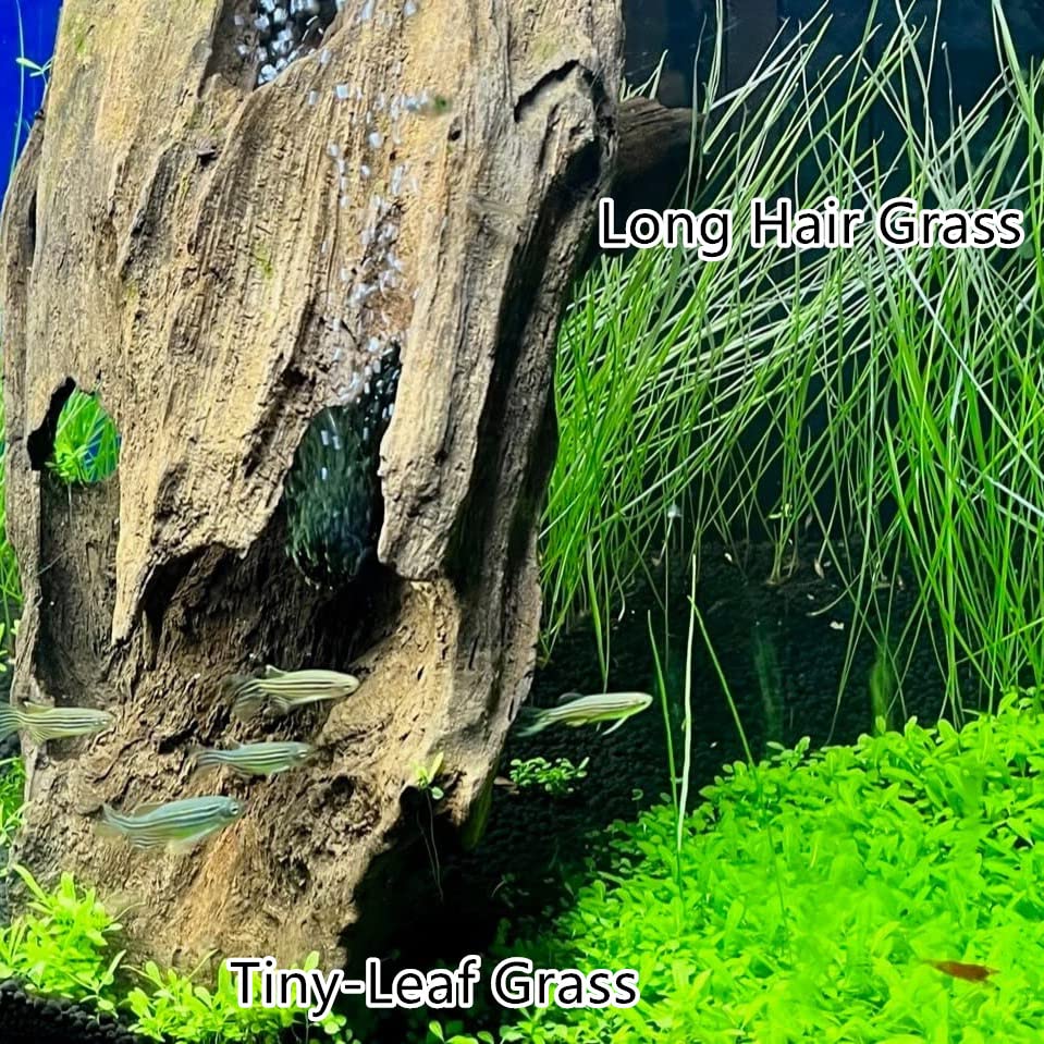 4 Pack Aquarium Plant S.e.e.ds, no Artificial Plastic Plant, Fish Tank Live Grass for All Substrate (0.36ozTiny+0.36oz Long+0.36oz Short+0.36oz Big Dual) ZQV-005