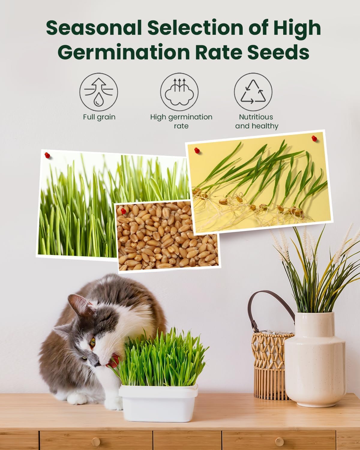 Cat Grass Kit for Indoor Cats - 3 Pack | Organic Wheat Grass Seeds, Grows in 7 Days | Digestive Health & Reduces Hairball | Gift for Cat Lovers with BPA-Free Planters, Soil & Non-GMO Seeds