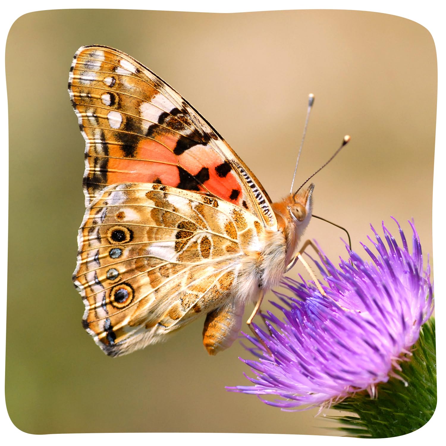 Insect Lore Raise and Release Butterfly Garden Kit – Caterpillar Habitat with redeemable Voucher – STEM-accredited Live Butterfly Growing Kit for Kids, Classrooms, and Homeschool Learning