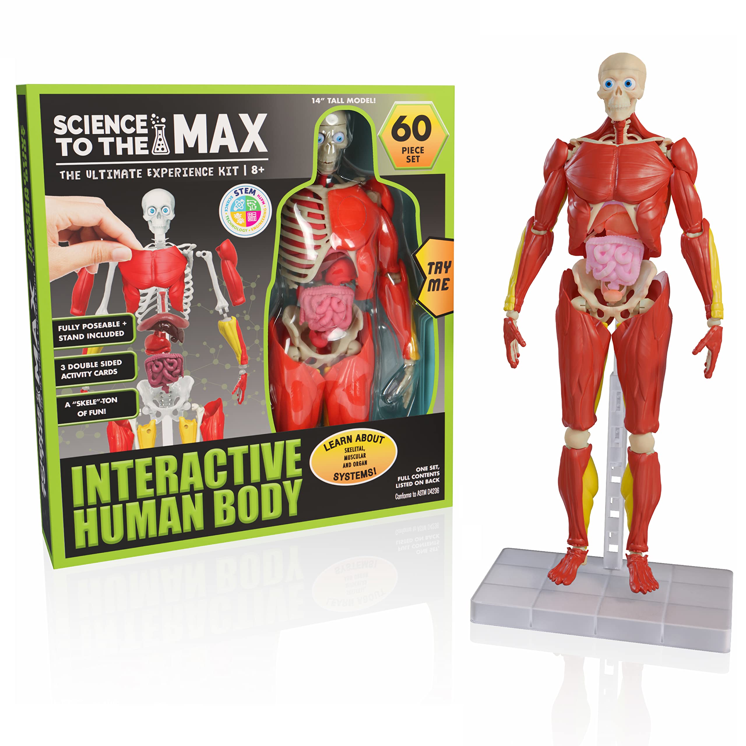 Be Amazing! Toys Interactive Human Body - 60 Piece Fully Poseable Anatomy Figure - 14" Tall Model - Anatomy Kit - Removable Muscles, Organs,Bones STEM Toy - Ages 8+
