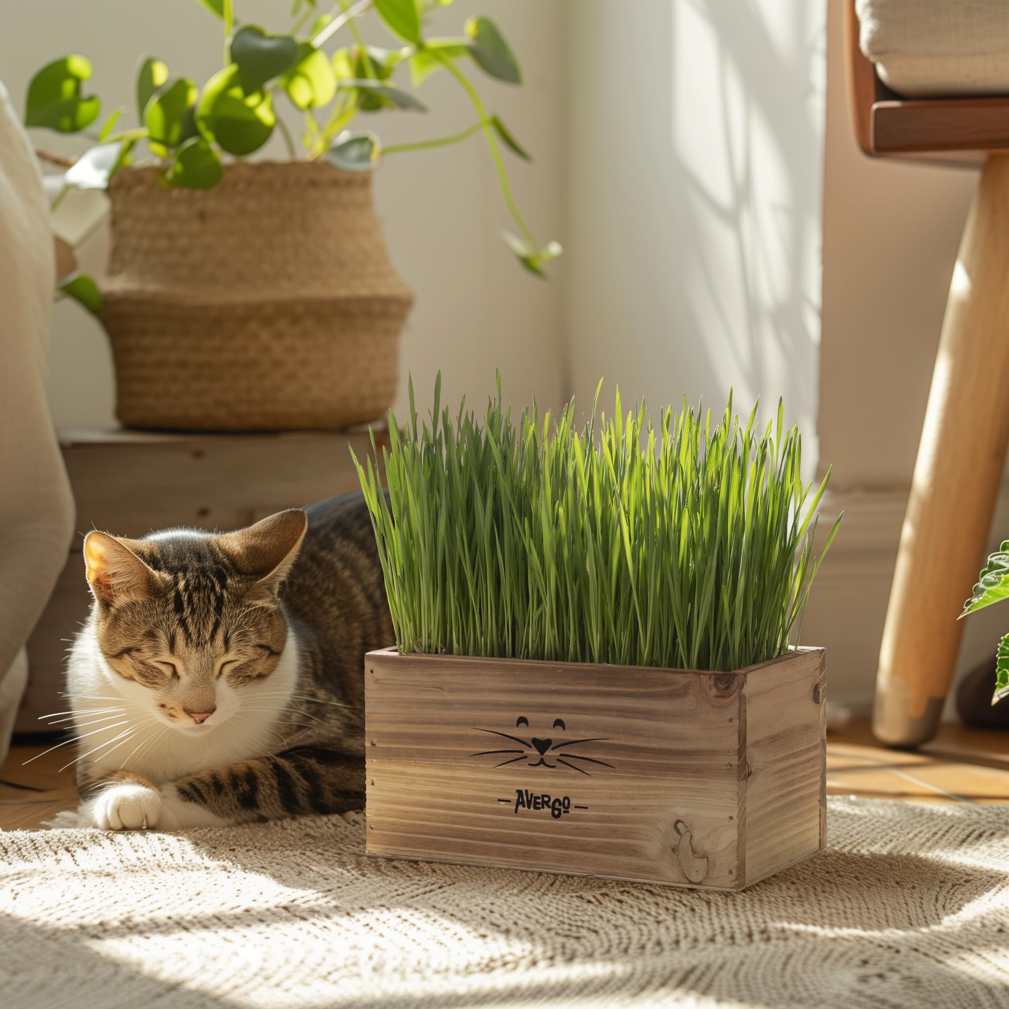 Cat Grass Kit for Indoor Cats – x4 Seed Packets | Cat Grass Seeds with Wooden Planter, Soil & Mini Gardening Tools for Nipping – Pet-Safe Wheatgrass Grass